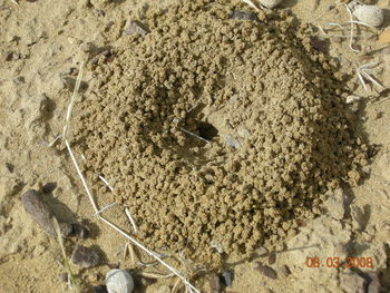 High angle view of crab on sand