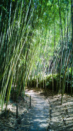 Footpath amidst bamboo plants