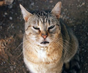 Close-up portrait of cat