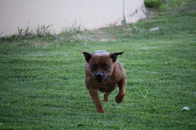 Portrait of dog on field