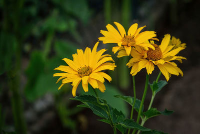 Close-up of yellow flowering plant