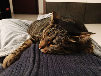 Close-up of cat sleeping