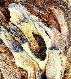 Close-up of tree trunk