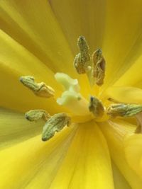 Close-up of yellow flower