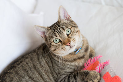 Portrait of cat resting on bed