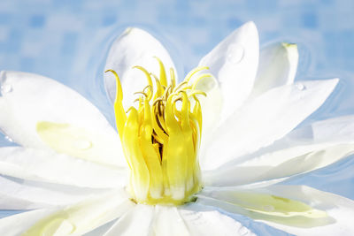 Close-up of white rose flower