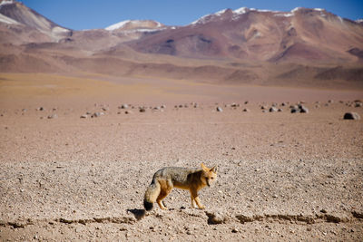 Flock of sheep in a desert