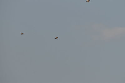 Low angle view of birds flying in sky