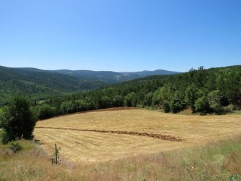 Scenic view of field against clear sky