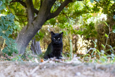 Portrait of a black cat on the grass in a park in europe