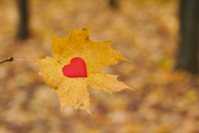 Close-up of maple leaf on land