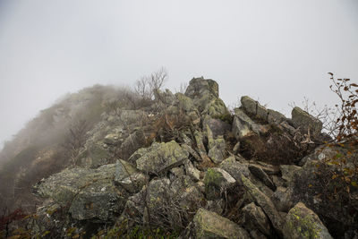 Plants growing on rocks against sky