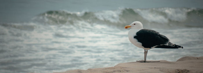 Seagull perching on sand by sea