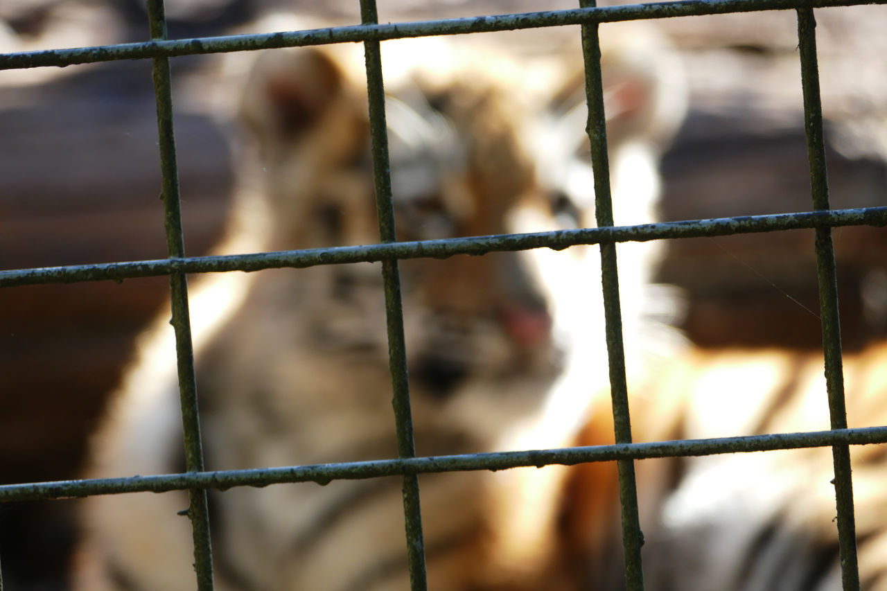 CLOSE-UP OF A CAT IN CAGE