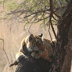 Close-up portrait of tiger in forest