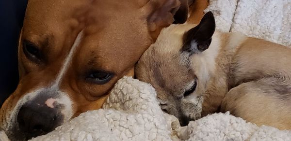 Close-up of a dog sleeping at home