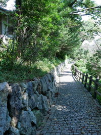 Footpath amidst plants