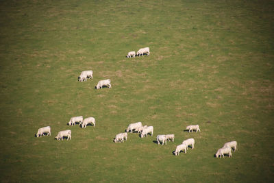 Cows grazing in a field