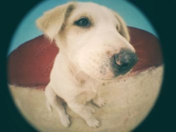 Close-up portrait of dog resting