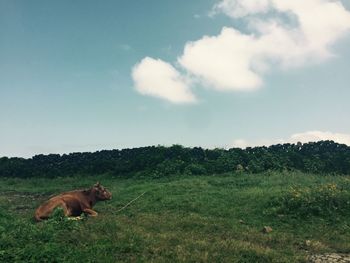 Horses in a field