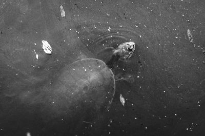 High angle view of turtle swimming in water