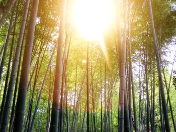 Sun shining through trees