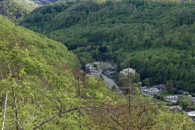 High angle view of trees and plants in forest