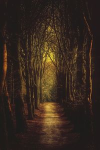 Road passing through forest