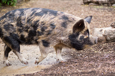 Pig standing in a field