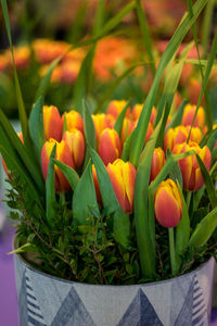 Close-up of potted plant