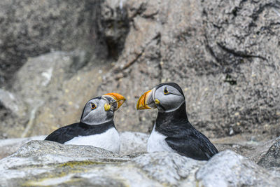 High angle view of penguins on rock