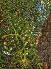 Plant growing in water