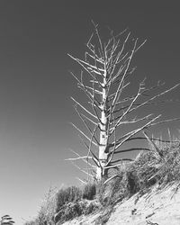 Low angle view of bare tree against clear sky