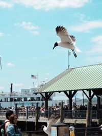 Low angle view of seagull