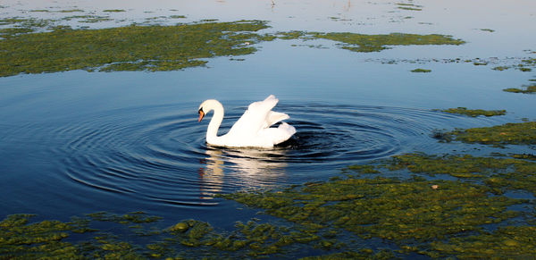 Swans swimming in lake
