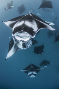 Wide angle view of a school of manta rays, baa atoll