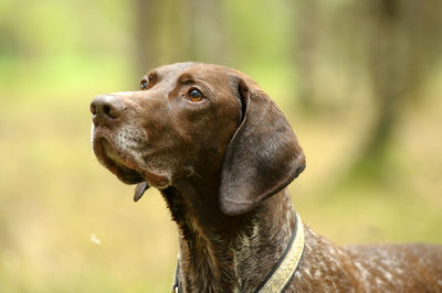 Close-up of a dog looking away