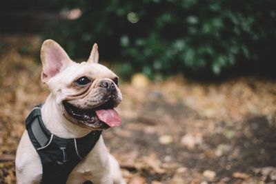 Close-up of dog sticking out tongue