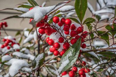 Close-up of red berries growing on tree