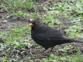 Bird perching on a field