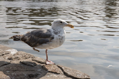 Close-up of seagull on lake