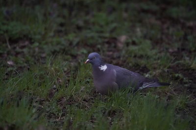 Bird perching on a field