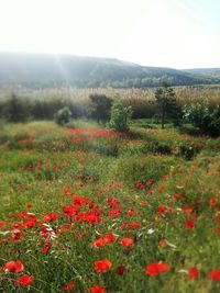 Scenic view of flowering plants on field against sky