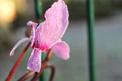 Close-up of pink flowers