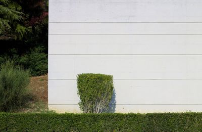 Plants growing on field