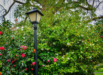 Street light and red flowering plants in park