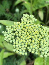 Close-up of flowering plant