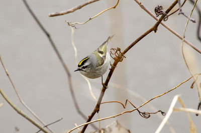 Close-up of bird perching on branch