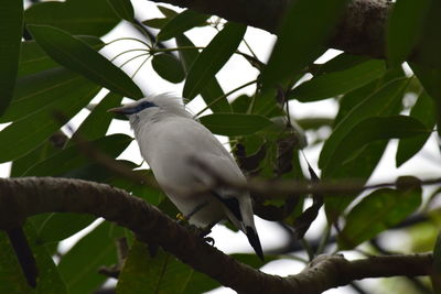 Low angle view of bird perching on tree