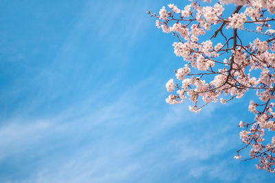 Low angle view of cherry blossoms against sky